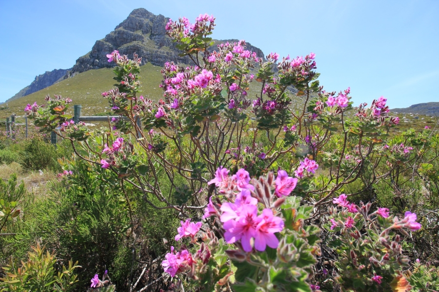 0 Bedroom Property for Sale in Bettys Bay Western Cape